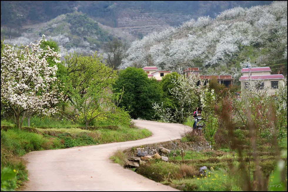 【春天，广西桂林灌阳县向您发出邀请！】我们在灌阳看梨花 - 游山玩水 - 济宁生活社区 - 济宁28生活网 jining.28life.com