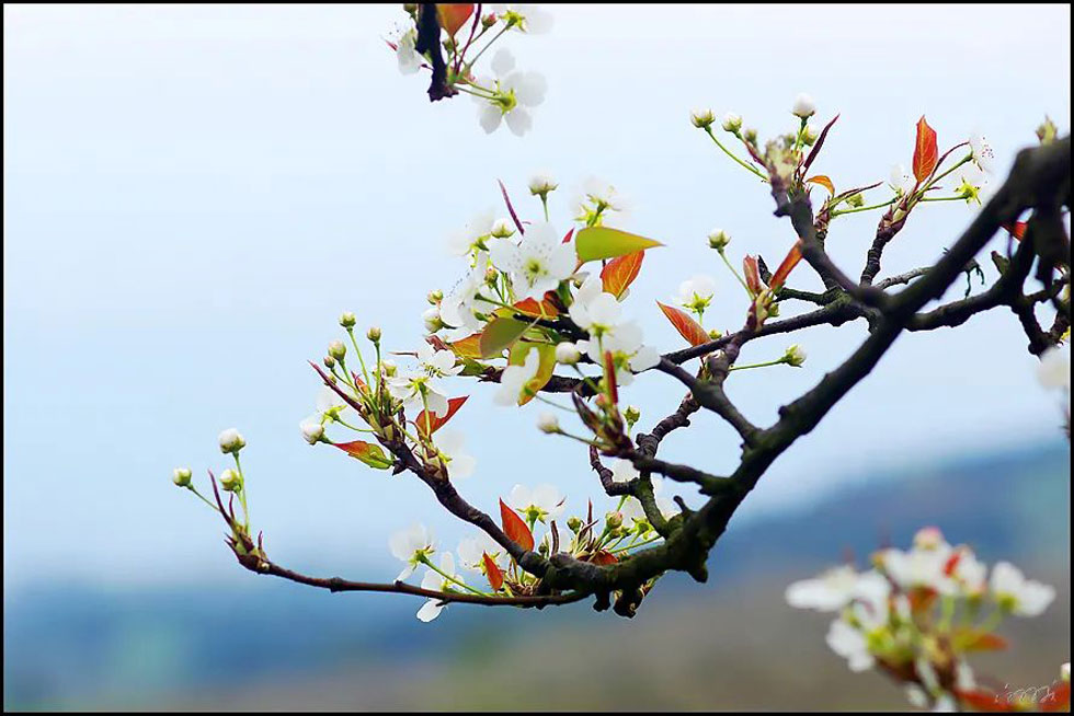 【春天，广西桂林灌阳县向您发出邀请！】我们在灌阳看梨花 - 游山玩水 - 济宁生活社区 - 济宁28生活网 jining.28life.com