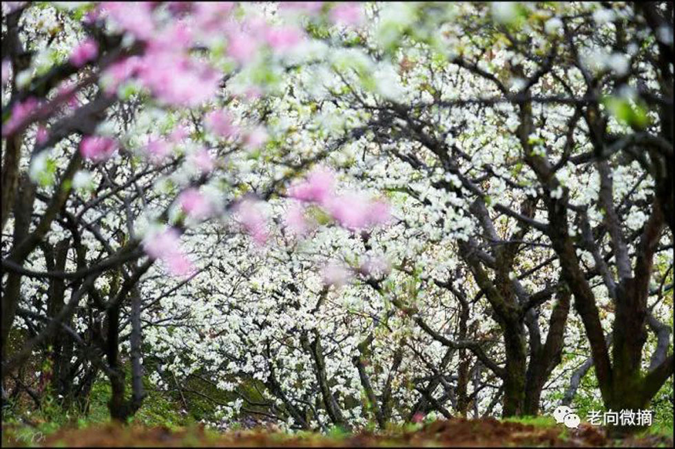 【春天，广西桂林灌阳县向您发出邀请！】我们在灌阳看梨花 - 游山玩水 - 济宁生活社区 - 济宁28生活网 jining.28life.com