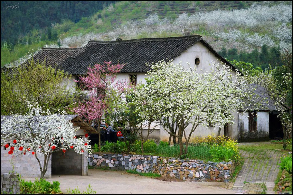 【春天，广西桂林灌阳县向您发出邀请！】我们在灌阳看梨花 - 游山玩水 - 济宁生活社区 - 济宁28生活网 jining.28life.com