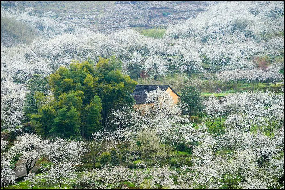【春天，广西桂林灌阳县向您发出邀请！】我们在灌阳看梨花 - 游山玩水 - 济宁生活社区 - 济宁28生活网 jining.28life.com