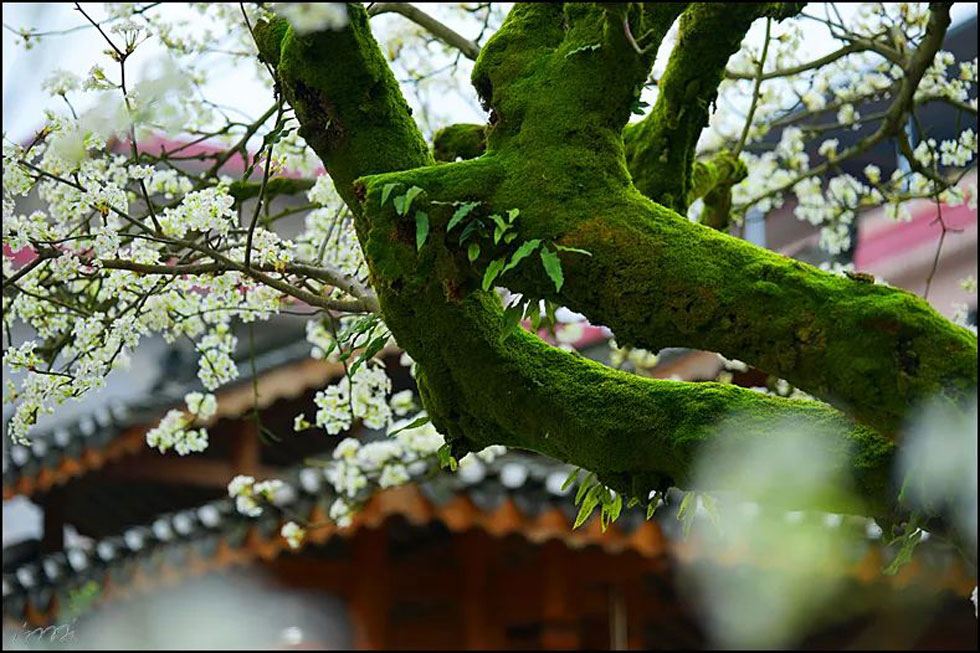 【春天，广西桂林灌阳县向您发出邀请！】我们在灌阳看梨花 - 游山玩水 - 济宁生活社区 - 济宁28生活网 jining.28life.com