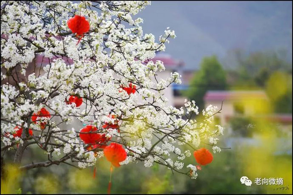 【春天，广西桂林灌阳县向您发出邀请！】我们在灌阳看梨花 - 游山玩水 - 济宁生活社区 - 济宁28生活网 jining.28life.com