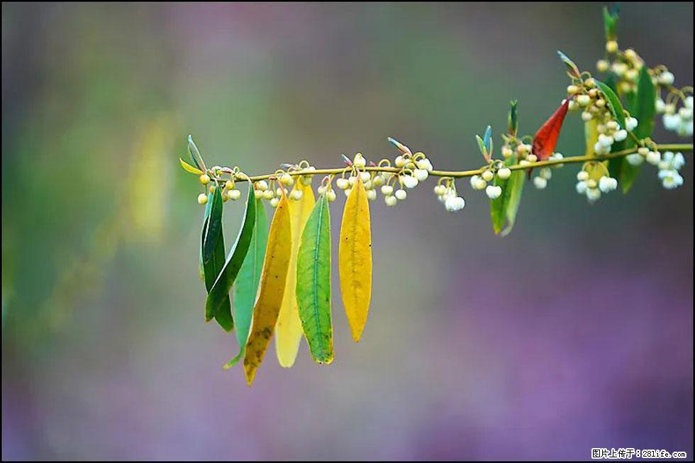 【春天，广西桂林灌阳县向您发出邀请！】米珠山前有片山苍子花在飘香 - 游山玩水 - 济宁生活社区 - 济宁28生活网 jining.28life.com