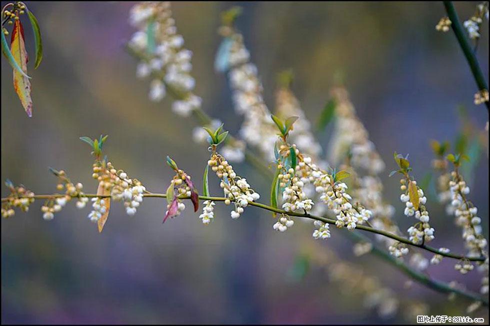 【春天，广西桂林灌阳县向您发出邀请！】米珠山前有片山苍子花在飘香 - 游山玩水 - 济宁生活社区 - 济宁28生活网 jining.28life.com