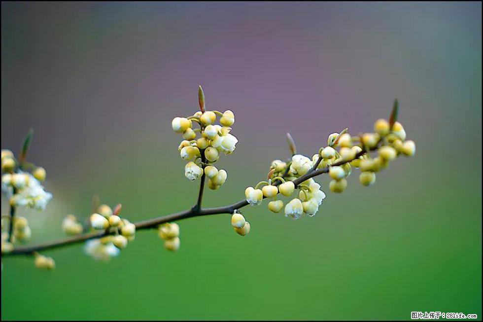 【春天，广西桂林灌阳县向您发出邀请！】米珠山前有片山苍子花在飘香 - 游山玩水 - 济宁生活社区 - 济宁28生活网 jining.28life.com