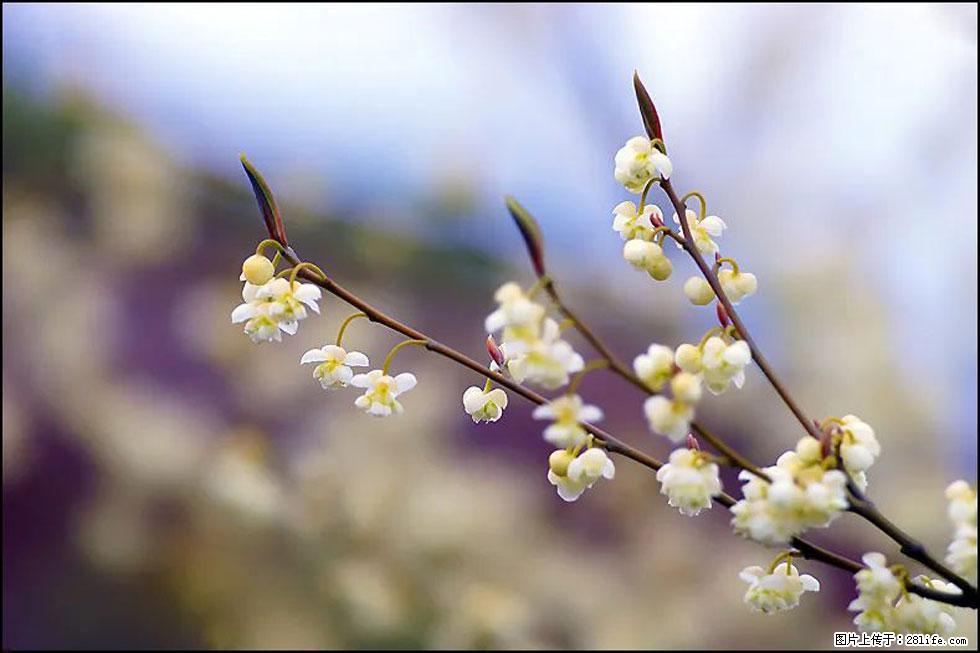 【春天，广西桂林灌阳县向您发出邀请！】米珠山前有片山苍子花在飘香 - 游山玩水 - 济宁生活社区 - 济宁28生活网 jining.28life.com