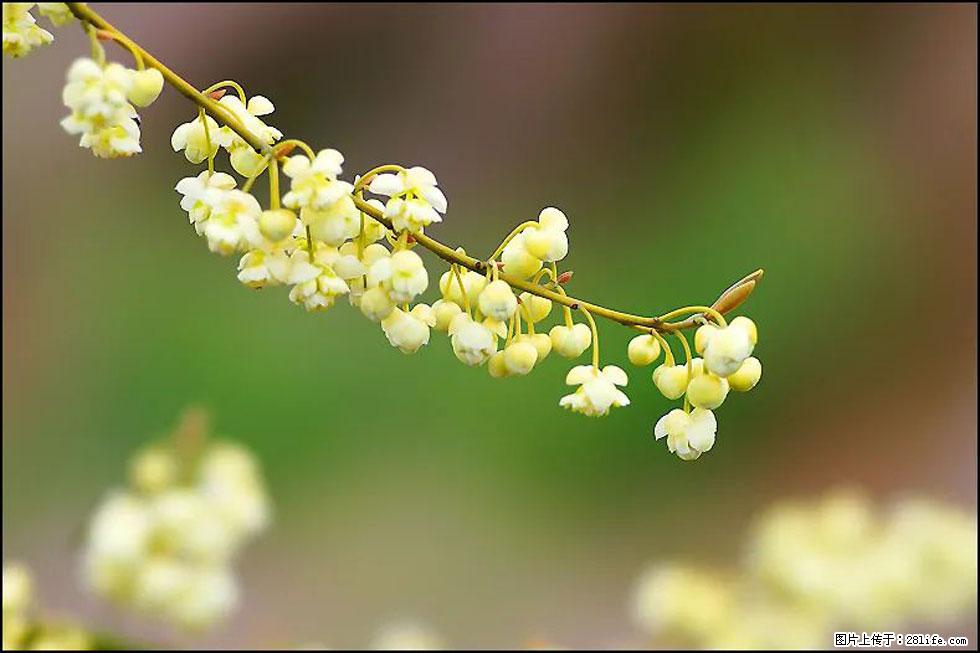 【春天，广西桂林灌阳县向您发出邀请！】米珠山前有片山苍子花在飘香 - 游山玩水 - 济宁生活社区 - 济宁28生活网 jining.28life.com