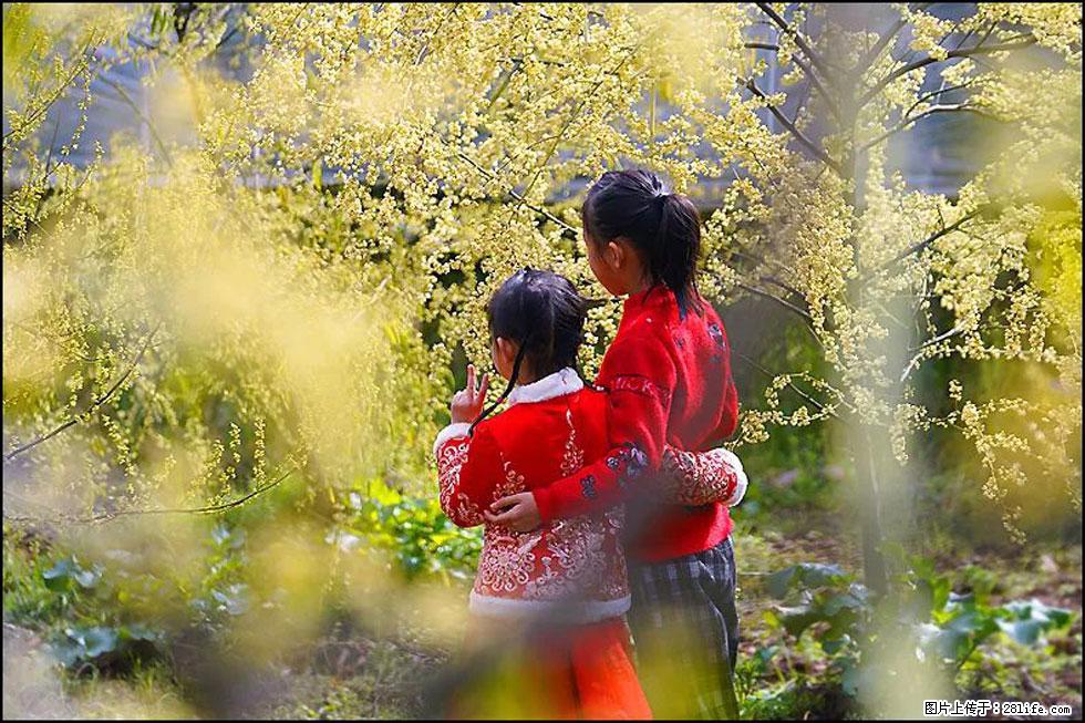 【春天，广西桂林灌阳县向您发出邀请！】米珠山前有片山苍子花在飘香 - 游山玩水 - 济宁生活社区 - 济宁28生活网 jining.28life.com