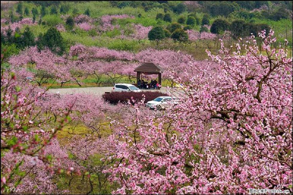 【春天，广西桂林灌阳县向您发出邀请！】官庄村有个醉美的桃花园 - 游山玩水 - 济宁生活社区 - 济宁28生活网 jining.28life.com