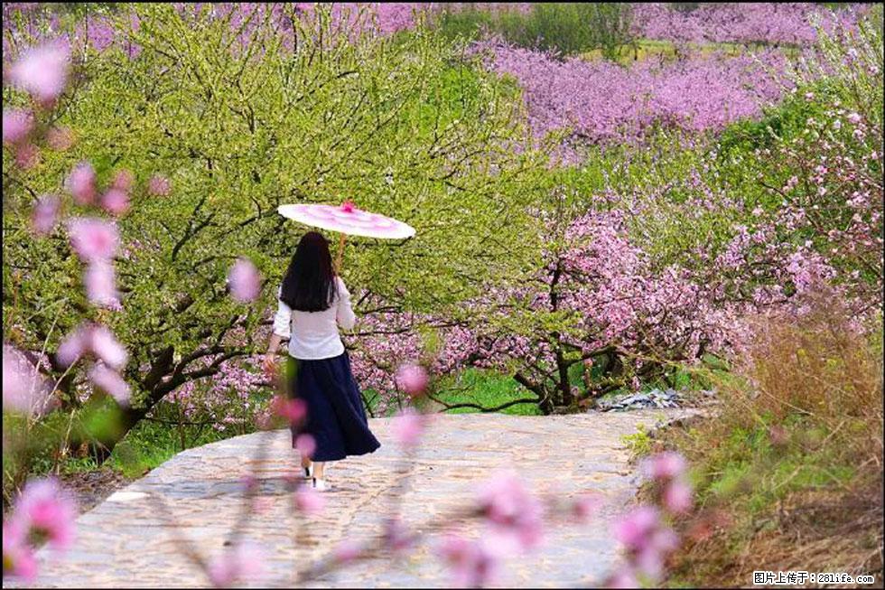 【春天，广西桂林灌阳县向您发出邀请！】官庄村有个醉美的桃花园 - 游山玩水 - 济宁生活社区 - 济宁28生活网 jining.28life.com