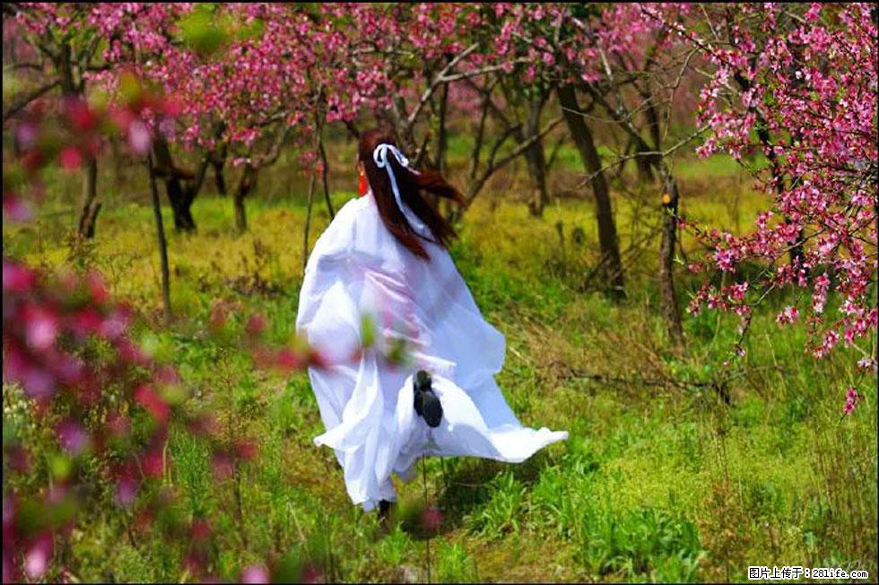 【春天，广西桂林灌阳县向您发出邀请！】官庄村有个醉美的桃花园 - 游山玩水 - 济宁生活社区 - 济宁28生活网 jining.28life.com