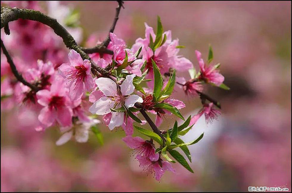 【春天，广西桂林灌阳县向您发出邀请！】官庄村有个醉美的桃花园 - 游山玩水 - 济宁生活社区 - 济宁28生活网 jining.28life.com