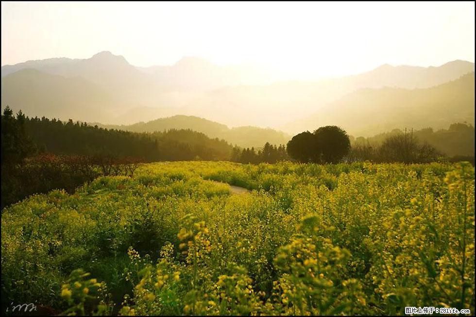 【春天，广西桂林灌阳县向您发出邀请！】长坪村油菜盛情花开 - 游山玩水 - 济宁生活社区 - 济宁28生活网 jining.28life.com
