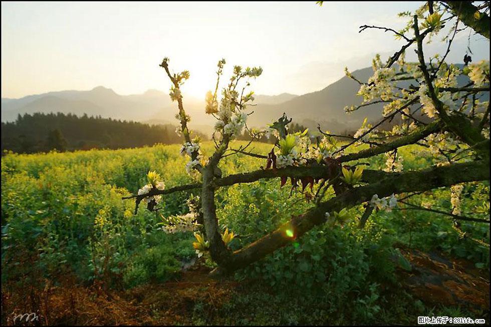 【春天，广西桂林灌阳县向您发出邀请！】长坪村油菜盛情花开 - 游山玩水 - 济宁生活社区 - 济宁28生活网 jining.28life.com