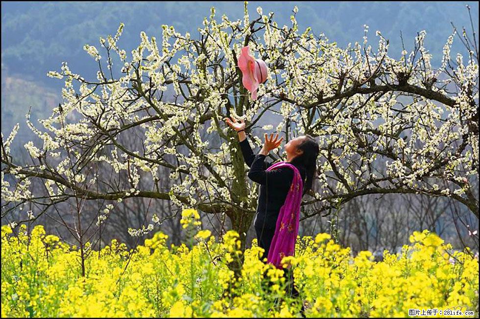 【春天，广西桂林灌阳县向您发出邀请！】长坪村油菜盛情花开 - 游山玩水 - 济宁生活社区 - 济宁28生活网 jining.28life.com