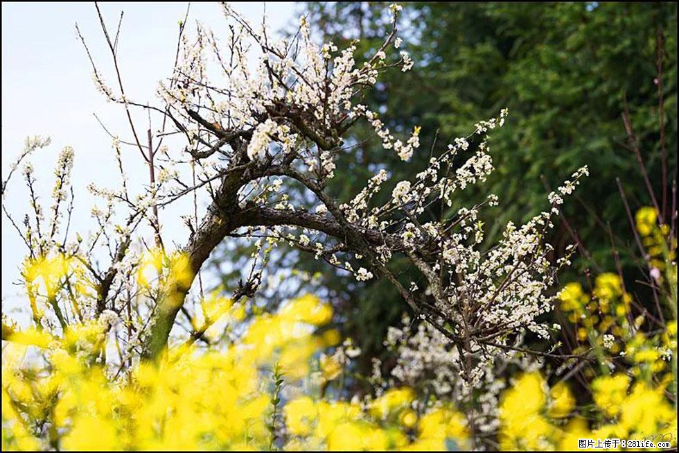 【春天，广西桂林灌阳县向您发出邀请！】长坪村油菜盛情花开 - 游山玩水 - 济宁生活社区 - 济宁28生活网 jining.28life.com
