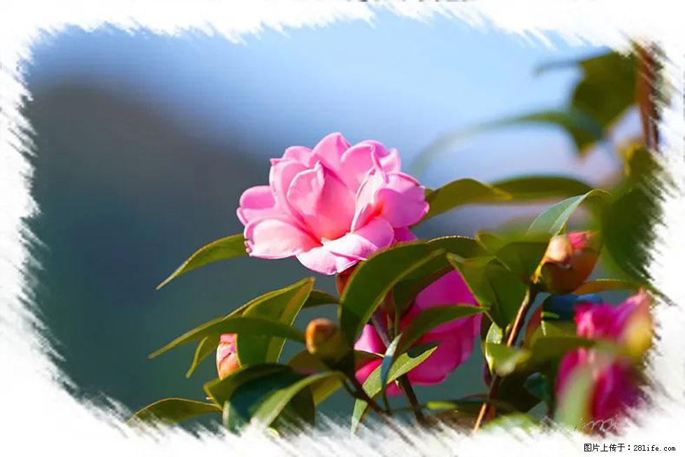 【春天，广西桂林灌阳县向您发出邀请！】杨柳井茶花惹人爱 - 游山玩水 - 济宁生活社区 - 济宁28生活网 jining.28life.com