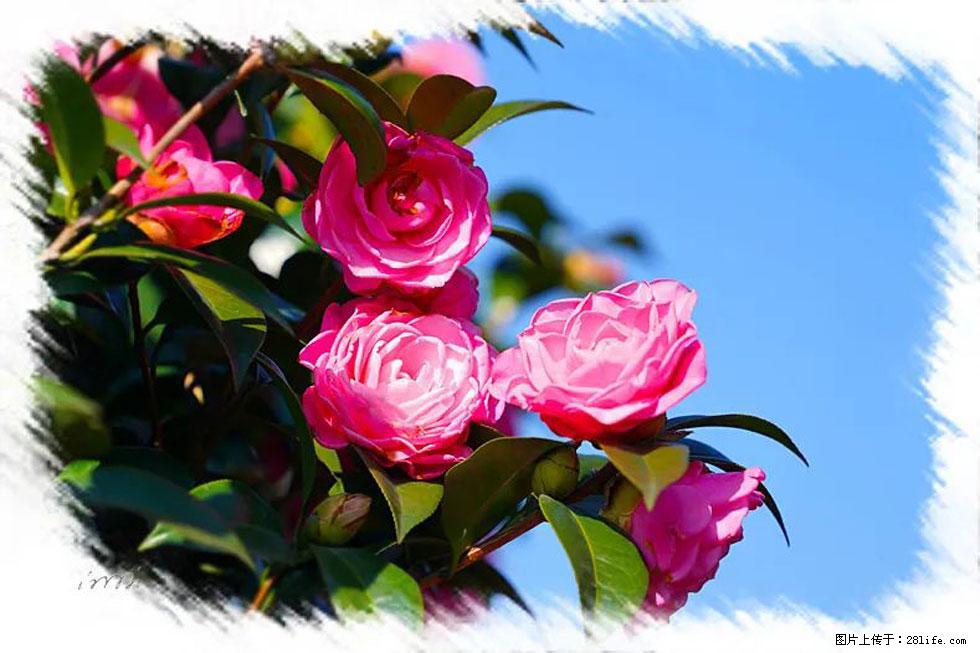 【春天，广西桂林灌阳县向您发出邀请！】杨柳井茶花惹人爱 - 游山玩水 - 济宁生活社区 - 济宁28生活网 jining.28life.com