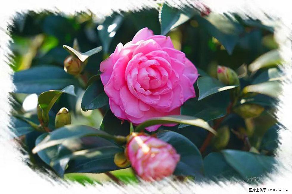 【春天，广西桂林灌阳县向您发出邀请！】杨柳井茶花惹人爱 - 游山玩水 - 济宁生活社区 - 济宁28生活网 jining.28life.com