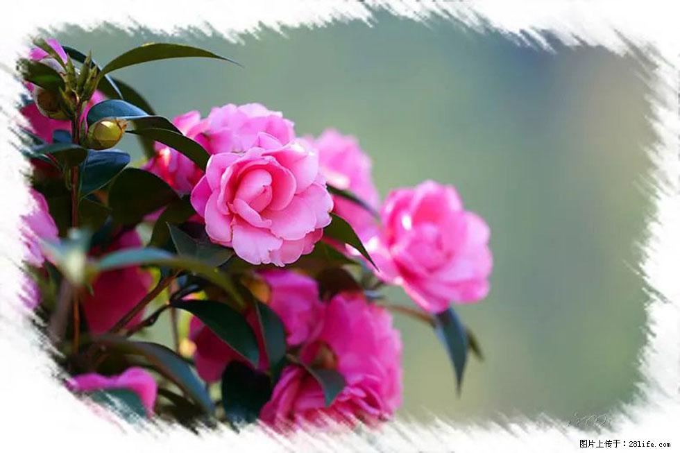 【春天，广西桂林灌阳县向您发出邀请！】杨柳井茶花惹人爱 - 游山玩水 - 济宁生活社区 - 济宁28生活网 jining.28life.com