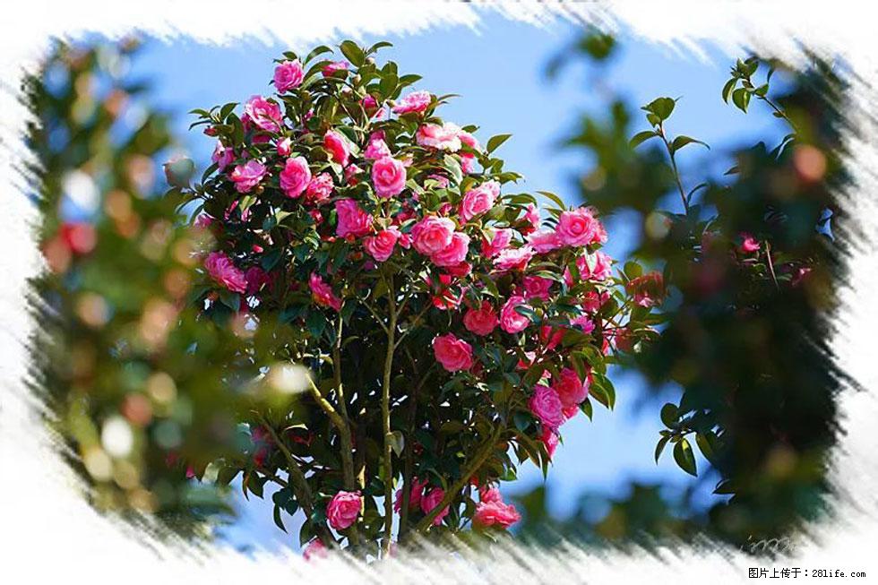 【春天，广西桂林灌阳县向您发出邀请！】杨柳井茶花惹人爱 - 游山玩水 - 济宁生活社区 - 济宁28生活网 jining.28life.com