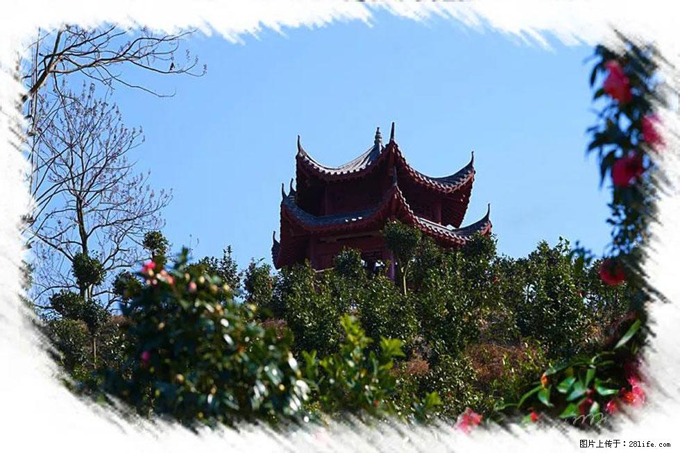 【春天，广西桂林灌阳县向您发出邀请！】杨柳井茶花惹人爱 - 游山玩水 - 济宁生活社区 - 济宁28生活网 jining.28life.com