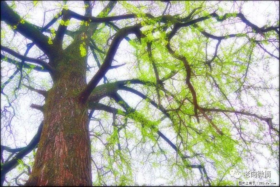 【春天,广西桂林灌阳县向您发出邀请!】在小龙村与春天约会 - 游山玩水 - 济宁生活社区 - 济宁28生活网 jining.28life.com