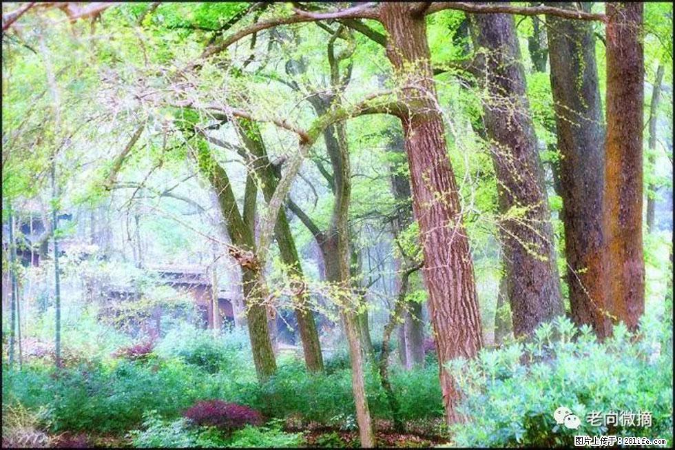 【春天,广西桂林灌阳县向您发出邀请!】在小龙村与春天约会 - 游山玩水 - 济宁生活社区 - 济宁28生活网 jining.28life.com