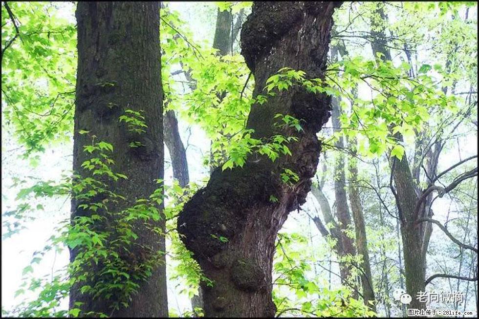 【春天,广西桂林灌阳县向您发出邀请!】在小龙村与春天约会 - 游山玩水 - 济宁生活社区 - 济宁28生活网 jining.28life.com