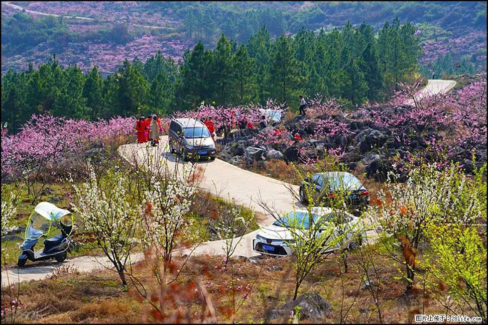 【春天，广西桂林灌阳县向您发出邀请！】望月岭上桃花开 - 游山玩水 - 济宁生活社区 - 济宁28生活网 jining.28life.com