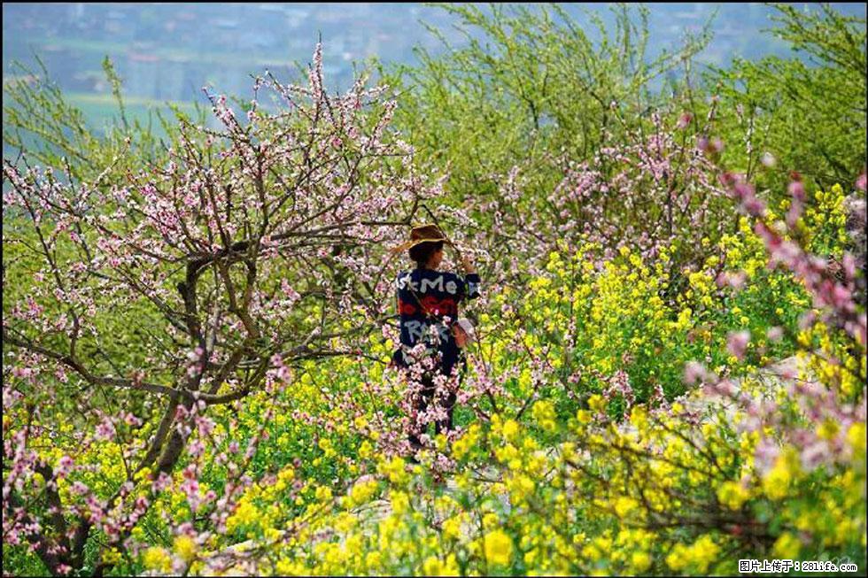 【春天，广西桂林灌阳县向您发出邀请！】望月岭上桃花开 - 游山玩水 - 济宁生活社区 - 济宁28生活网 jining.28life.com