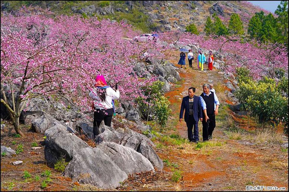 【春天，广西桂林灌阳县向您发出邀请！】望月岭上桃花开 - 游山玩水 - 济宁生活社区 - 济宁28生活网 jining.28life.com
