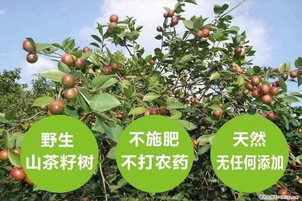 【灌阳县油茶产业示范区】一个有着充实的精神生活的人,对待身外之物自会有一种淡泊的态度 - 土特产 - 饮食特产 - 济宁分类信息 - 济宁28生活网 jining.28life.com