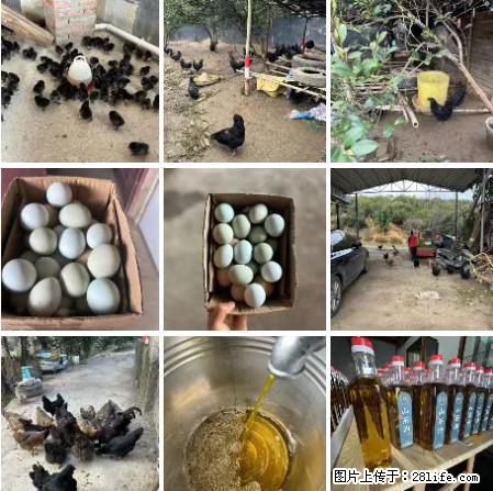 油茶园从小鸡仔开始养起的纯土鸡、土鸡蛋可以预定啦!还有前几天刚榨的纯山茶油哦 - 美食天地 - 济宁生活社区 - 济宁28生活网 jining.28life.com