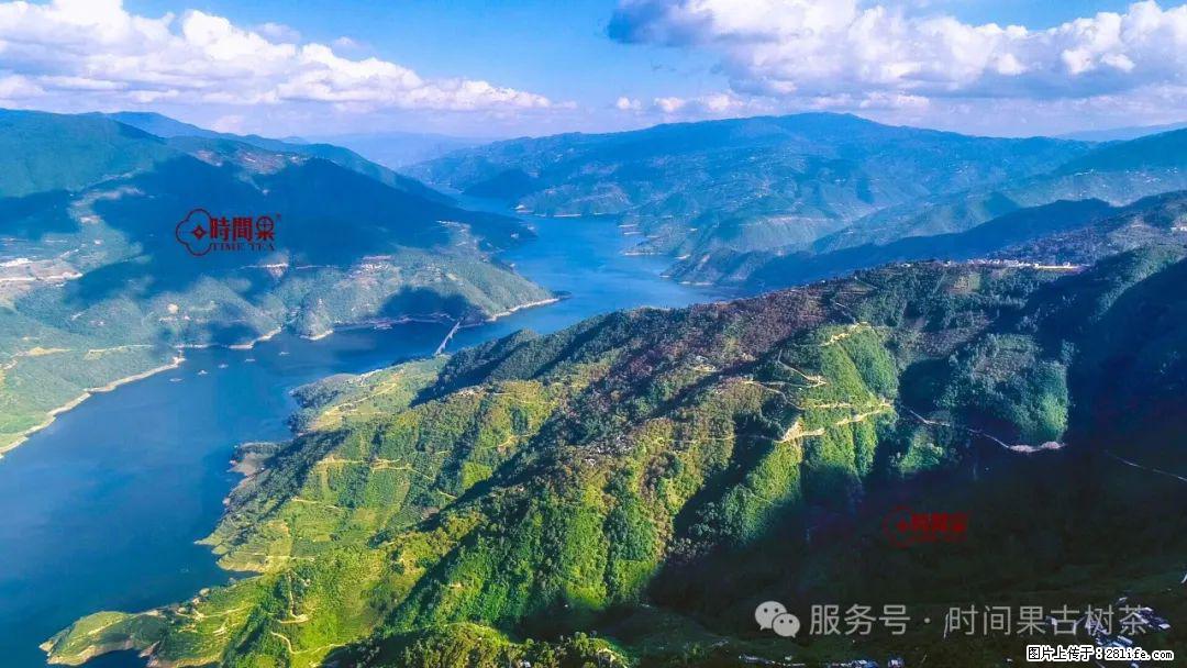 时间果百年古树龙珠普洱生茶 - 购物交流 - 济宁生活社区 - 济宁28生活网 jining.28life.com