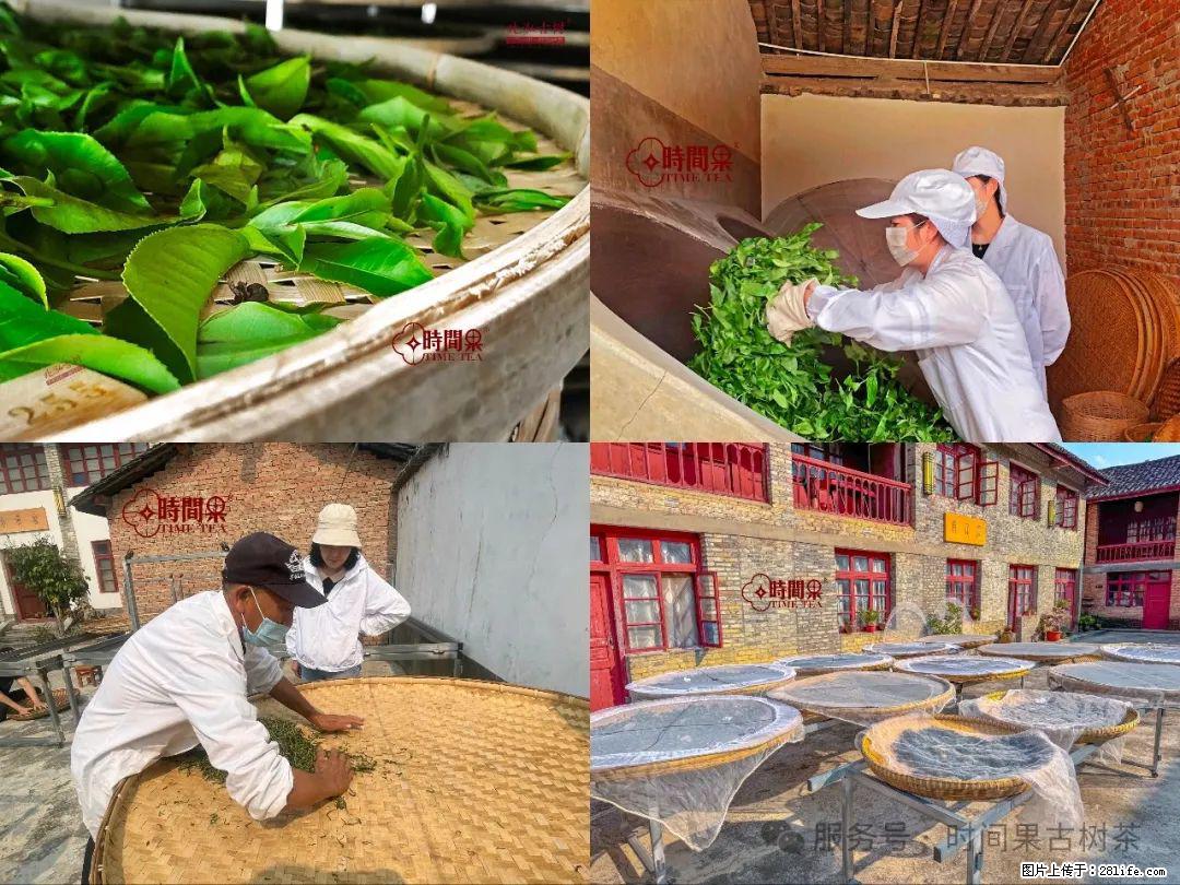 时间果百年古树龙珠普洱生茶 - 购物交流 - 济宁生活社区 - 济宁28生活网 jining.28life.com