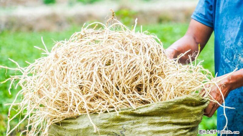 堪称“最难吃”的蔬菜,却是 “抗辐射神器”,还能护肺、清热、止咳化痰! - 济宁生活资讯 - 济宁28生活网 jining.28life.com