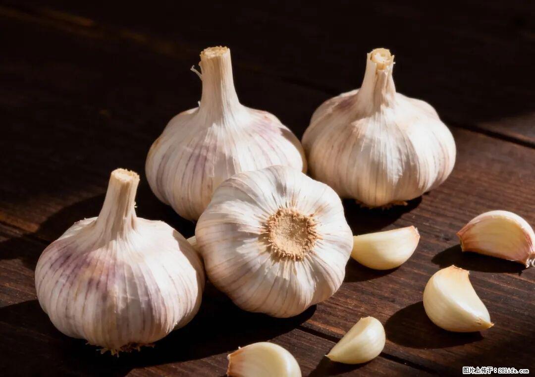 关于大蒜,除了“天然抗生素”,这4个谣言更该警惕! - 济宁生活资讯 - 济宁28生活网 jining.28life.com