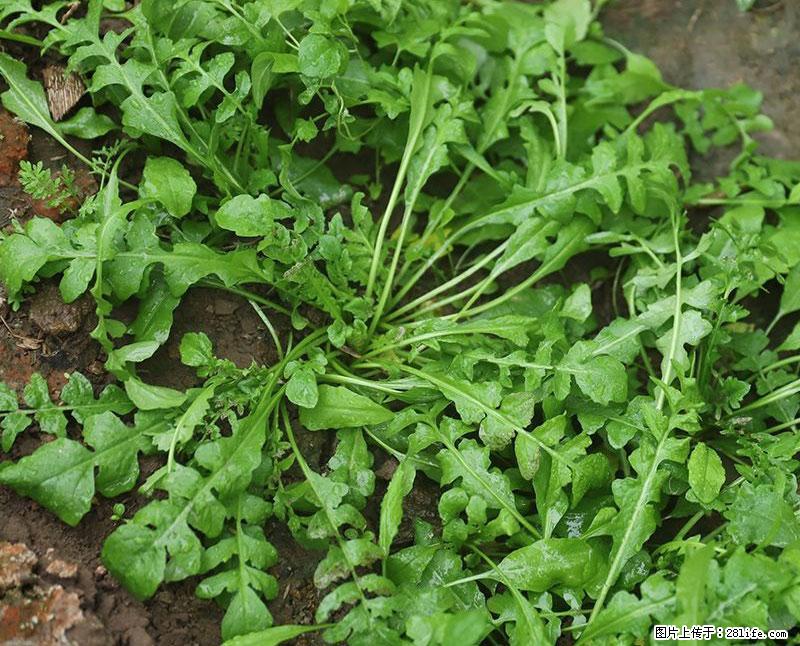 这些蔬菜是“天然钙片”，这6种被医生重点推荐 - 济宁生活资讯 - 济宁28生活网 jining.28life.com