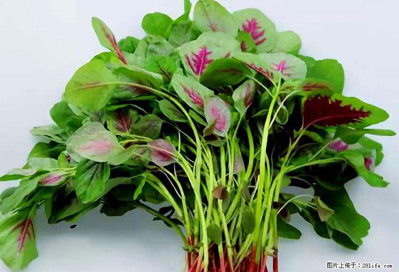 这些蔬菜是“天然钙片”，这6种被医生重点推荐 - 济宁生活资讯 - 济宁28生活网 jining.28life.com