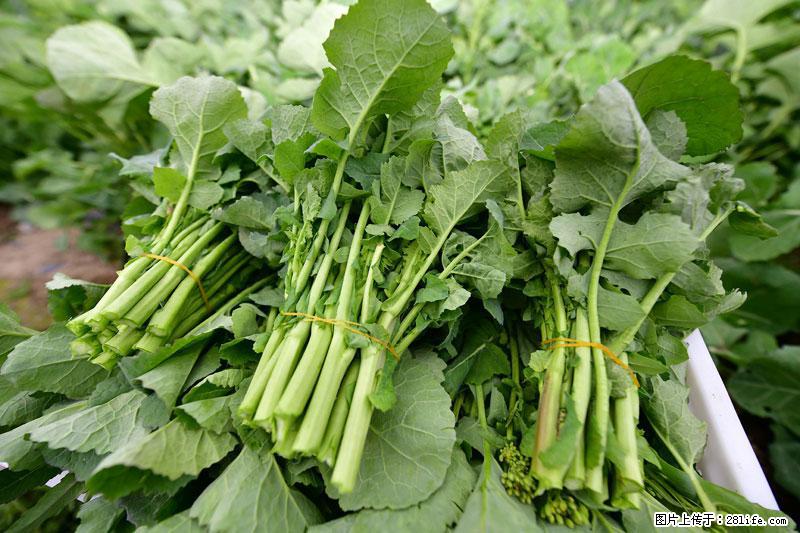 这些蔬菜是“天然钙片”，这6种被医生重点推荐 - 济宁生活资讯 - 济宁28生活网 jining.28life.com